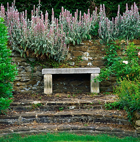 STACHYS_GROWS_OVER_STONE_WALL_BEHIND_SIMPLE_STONE_BENCH_AND_STEPS_THE_MANOR_HOUSE__UPTON_GREY__HAMPS