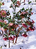 HELLEBORES IN SNOW AT WOODCHIPPINGS  NORTHAMPTONSHIRE