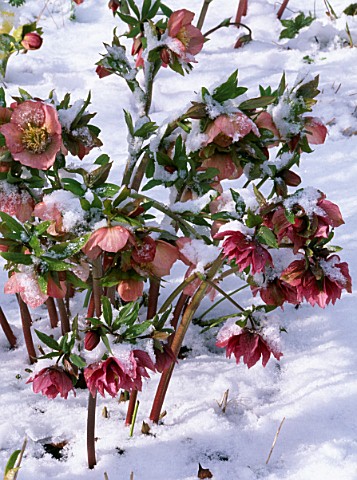 HELLEBORES_IN_SNOW_AT_WOODCHIPPINGS__NORTHAMPTONSHIRE