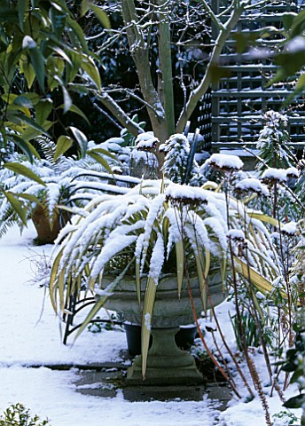 PHORMIUM_IN_CONTAINER_IN_SNOW_AT_WOODCHIPPINGS__NORTHAMPTONSHIRE