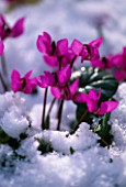 CYCLAMEN IN SNOW AT WOODCHIPPINGS  NORTHAMPTONSHIRE