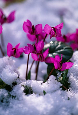 CYCLAMEN_IN_SNOW_AT_WOODCHIPPINGS__NORTHAMPTONSHIRE