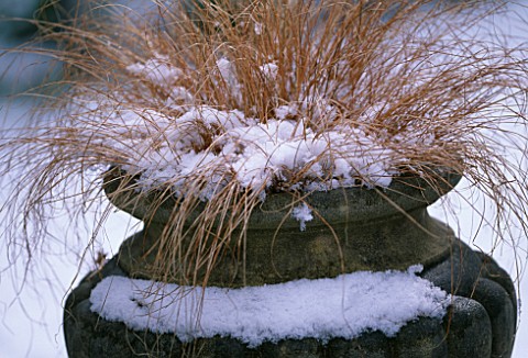 STIPA_IN_A_CONTAINER_IN_SNOW_WOODCHIPPINGS__NORTHAMPTONSHIRE