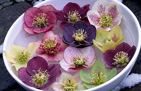 HELLEBORES_IN_A_BOWL_AT_WOODCHIPPINGS__NORTHAMPTONSHIRE