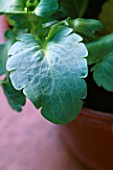 LEAF OF WHITE PANSY  PANSY F1 ULTIMA WHITE