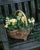 WICKER BASKET PLANTED WITH WHITE HYACINTHS  YELLOW PANSIES AND IVY. DESIGN: ASHWOOD GARDEN NURSERY