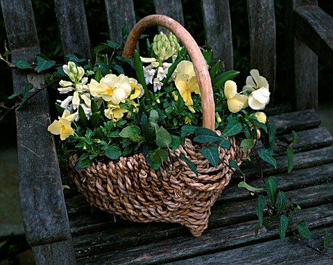 WICKER_BASKET_PLANTED_WITH_WHITE_HYACINTHS_AND_PALE_YELLOW_PANSIES_ON_BENCH_ASHWOOD_GARDEN_NURSERIES