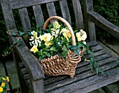 CONTAINER: WICKER BASKET ON BENCH WITH WHITE HYACINTHS  PALE YELLOW PANSIES AND IVY. FEBRUARY/ ASHWOOD GARDEN NURSERIES