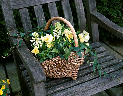 CONTAINER_WICKER_BASKET_ON_BENCH_WITH_WHITE_HYACINTHS__PALE_YELLOW_PANSIES_AND_IVY_FEBRUARY_ASHWOOD_