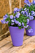 PURPLE TERRACOTTA CONTAINER PLANTED WITH CAMPANULA BALI