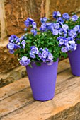 PURPLE PAINTED TERRACOTTA CONTAINER PLANTED WITH CAMPANULA BALI