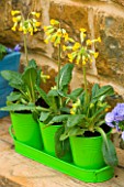 GREEN METAL TRAY WITH CONTAINERS PLANTED WITH PRIMULA VERIS (COWSLIPS). DESIGN: CLIVE NICHOLS