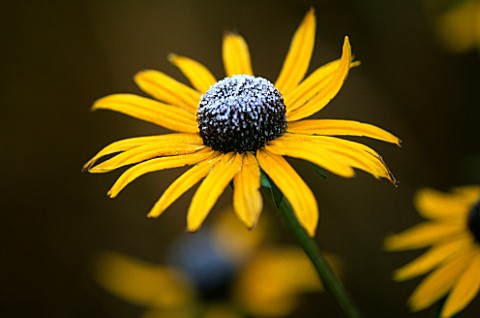 RUDBECKIA_DEAMII_WITH_FROST_YELLOW__FLOWER__WINTER__FROSTED