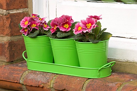 GREEN_METAL_CONTAINER_WINDOWBOX_PLANTED_WITH_PINK_PRIMULAS_DESIGNER_CLARE_MATTHEWS