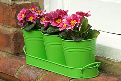 GREEN_METAL_CONTAINER_WINDOWBOX_PLANTED_WITH_PINK_PRIMULAS_DESIGNER_CLARE_MATTHEWS