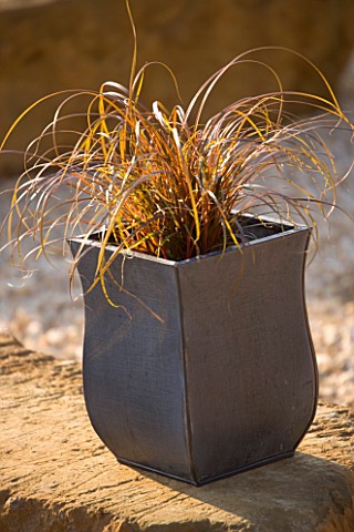 METAL_CONTAINER_PLANTED_WITH_CAREX_DESIGNER_CLARE_MATTHEWS