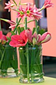 GLASS CONTAINER WITH AMARYLLIS PINK SURPRISE AND AMARYLLIS PINK FLOYD
