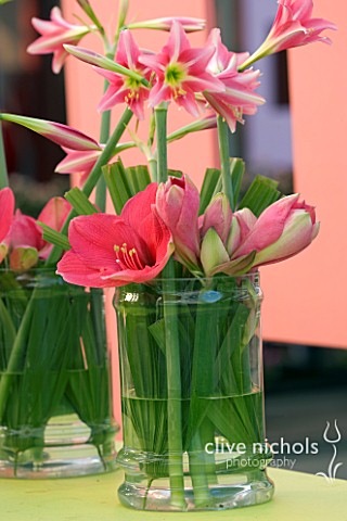 GLASS_CONTAINER_WITH_AMARYLLIS_PINK_SURPRISE_AND_AMARYLLIS_PINK_FLOYD