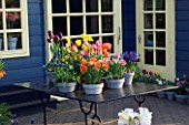 TABLE BESIDE SUMMERHOUSE WITH CONTAINERS PLANTED WITH TULIPS  NARCISSI  HYACINTHS AND MUSCARI. KEUKENHOF GARDENS  NETHERLANDS