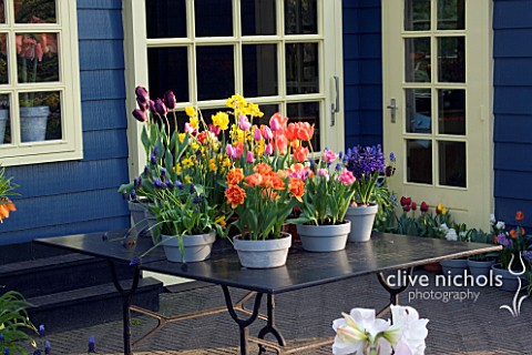 TABLE_BESIDE_SUMMERHOUSE_WITH_CONTAINERS_PLANTED_WITH_TULIPS__NARCISSI__HYACINTHS_AND_MUSCARI_KEUKEN