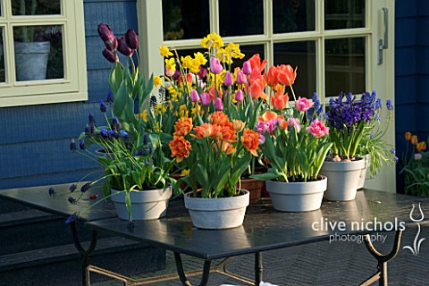TABLE_BESIDE_SUMMERHOUSE_WITH_CONTAINERS_PLANTED_WITH_NARCISSUS__MUSCARI__TULIPS_AND_HYACINTHS_KEUKE