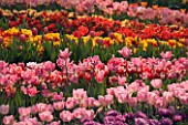 TULIPS IN SPRING AT THE EDEN PROJECT  CORNWALL