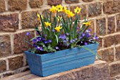 BLUE WOODEN CONTAINER PLANTED WITH NARCISSUS JETFIRE AND ANEMONE BLANDA. DESIGNER: CLIVE NICHOLS