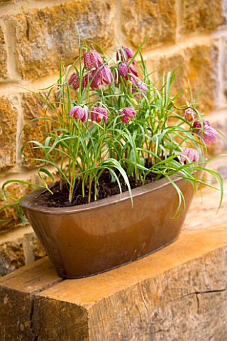 COPPER_CONTAINER_ON_WOODEN_BENCH_PLANTED_WITH_FRITILLARIA_MELEAGRIS_SNAKES_HEAD_FRITILLARY_DESIGNER_