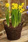 WICKER CONTAINER PLANTED WITH NARCISSUS TETE-A-TETE. SPRING