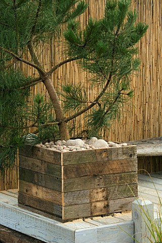 WOODEN_CONTAINER_IN_SEASIDE_GARDEN_PLANTED_WITH_PINE_DESIGNERS_NIGEL_DUFF_AND_GREG_RIDDLE