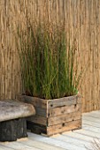 WOODEN CONTAINER IN SEASIDE GARDEN PLANTED WITH REEDS