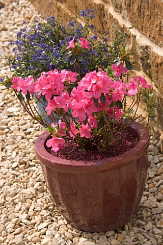 SPRING_CONTAINER_PLANTED_WITH_AZALEA_JAPONICA_MADAME_VAN_HECKE