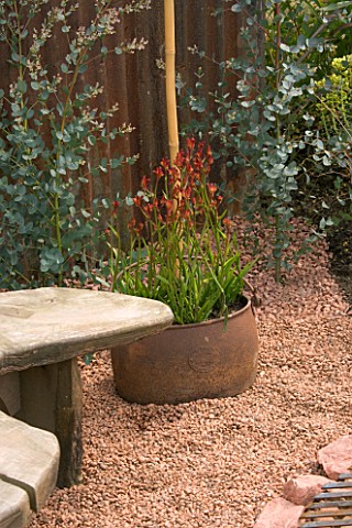 OLD_RUSTY_METAL_CONTAINER_PLANTED_WITH_KANGAROO_PAW