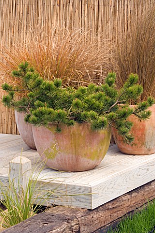 TERRACOTTA_CONTAINERS_ON_DECKING_IN_SEASIDE_GARDEN_PLANTED_WITH_PINES_AND_GRASSES_DESIGNERS_NIGEL_DU