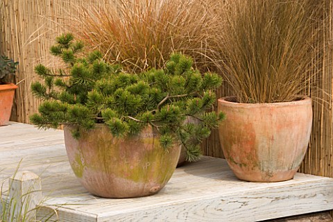 TERRACOTTA_CONTAINERS_ON_DECKING_IN_SEASIDE_GARDEN_PLANTED_WITH_PINES_AND_GRASSES_DESIGNERS_NIGEL_DU