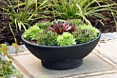 METAL BOWL LIKE CONTAINER PLANTED WITH SUCCULENTS