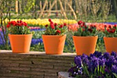 ROW OF ORANGE TERRACOTTA CONTAINERS ON A WALL PLANTED WITH RED TULIPS AND RANUNCULUS. KEUKENHOF GARDENS  NETHERLANDS