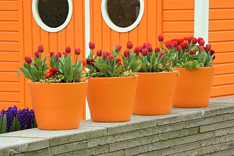 ORANGE_TERRACOTTA_CONTAINERS_ON_TOP_OF_A_WALL_PLANTED_WITH_RED_TULIPS_AND_RED_RANUNCULUS_KEUKENHOF_G