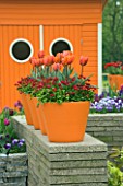 ORANGE TERRACOTTA CONTAINERS ON TOP OF A WALL PLANTED WITH RED BELLIS AND TULIP HERMITAGE. KEUKENHOF GARDENS  NETHERLANDS