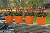 ORANGE TERRACOTTA CONTAINERS ON TOP OF A WALL PLANTED WITH RED BELLIS AND TULIP HERMITAGE. KEUKENHOF GARDENS  NETHERLANDS