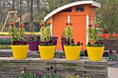 YELLOW TERRACOTTA CONTAINERS ON TOP OF A WALL PLANTED WITH FRITILLARIA IMPERIALIS (CROWN IMPERIALS). KEUKENHOF GARDENS  NETHERLANDS
