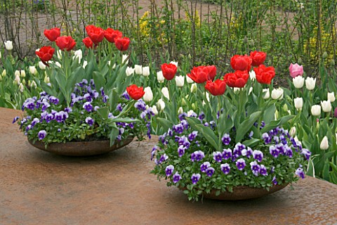 RUSTY_METAL_CONTAINERS_ON_METAL_DECK_PLANTED_WITH_RED_TULIPS_AND_BLUE_AND_WHITE_PANSIES_KEUKENHOF_GA