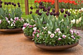 RUSTY METAL CONTAINERS ON METAL DECK PLANTED WITH TULIP QUEEN OF NIGHT AND PANSIES. KEUKENHOF GARDENS  NETHERLANDS
