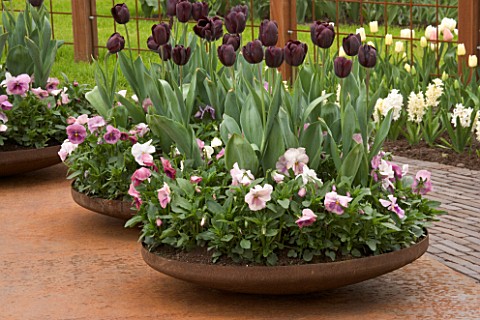 RUSTY_METAL_CONTAINERS_ON_METAL_DECK_PLANTED_WITH_TULIP_QUEEN_OF_NIGHT_AND_PANSIES_KEUKENHOF_GARDENS
