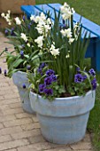 BLUE PAINTED TERRACOTTA CONTAINERS PLANTED WITH WHITE NARCISSUS (DAFFODILS) AND BLUE PANSIES APRIL. KEUKENHOF GARDENS  NETHERLANDS