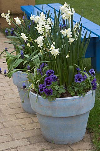 BLUE_PAINTED_TERRACOTTA_CONTAINERS_PLANTED_WITH_WHITE_NARCISSUS_DAFFODILS_AND_BLUE_PANSIES_APRIL_KEU