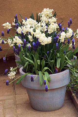 BLUE_PAINTED_TERRACOTTA_CONTAINERS_PLANTED_WITH_WHITE_NARCISSUS_DAFFODILS_AND_BLUE_MUSCARI_APRIL_KEU