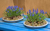 SHALLOW BLUE PAINTED CONTAINERS IN BLUE WOODEN TABLE  PLANTED WITH BLUE MUSCARI. APRIL. KEUKENHOF GARDENS  NETHERLANDS