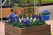 WOODEN CONTAINER ON PATIO IN SPRING PLANTED WITH BLUE AND WHITE HYACINTHS AND BLUE PANSIES. KEUKENHOF GARDENS  HOLLAND