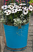 BLUE PAINTED BUCKET CONTAINER PLANTED WITH HELICHRYSUM AND WHITE OSTEOSPERMUM. KEUKENHOF GARDENS  HOLLAND